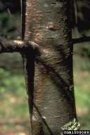 White Pine Blister Rust